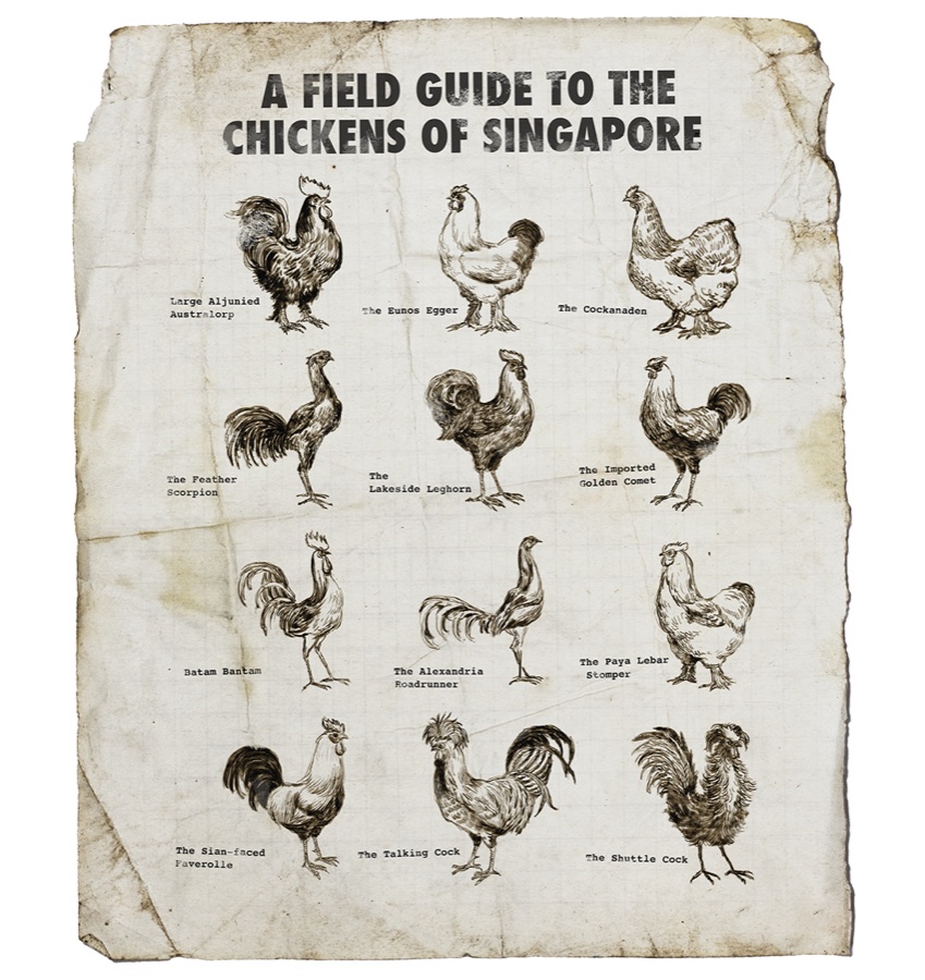 A Field Guide to the Chickens of Singapore
