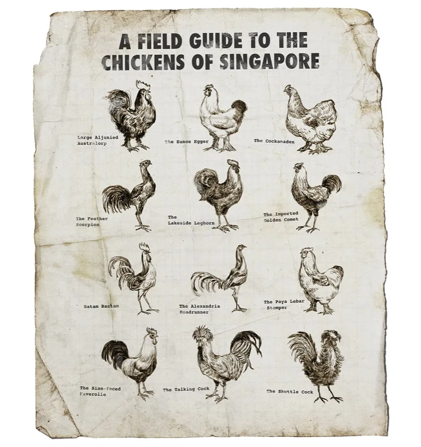 A Field Guide to the Chickens of Singapore